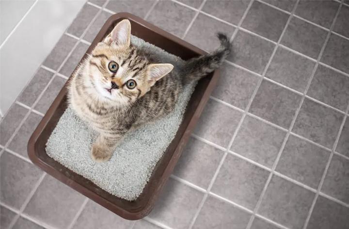 Alternatywy dla żwirku dla kota