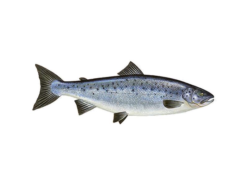 Pieczenie łososia w całości