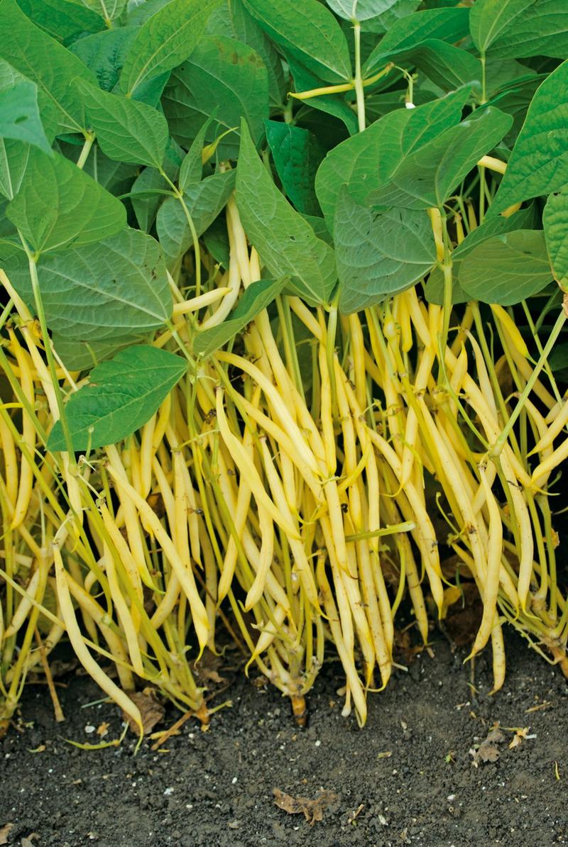 Przepis na żółtą fasolkę