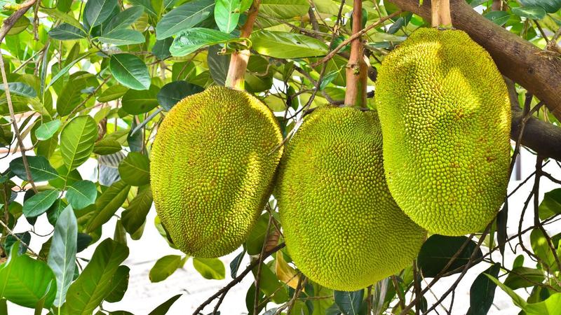 Właściwości odżywcze i zdrowotne