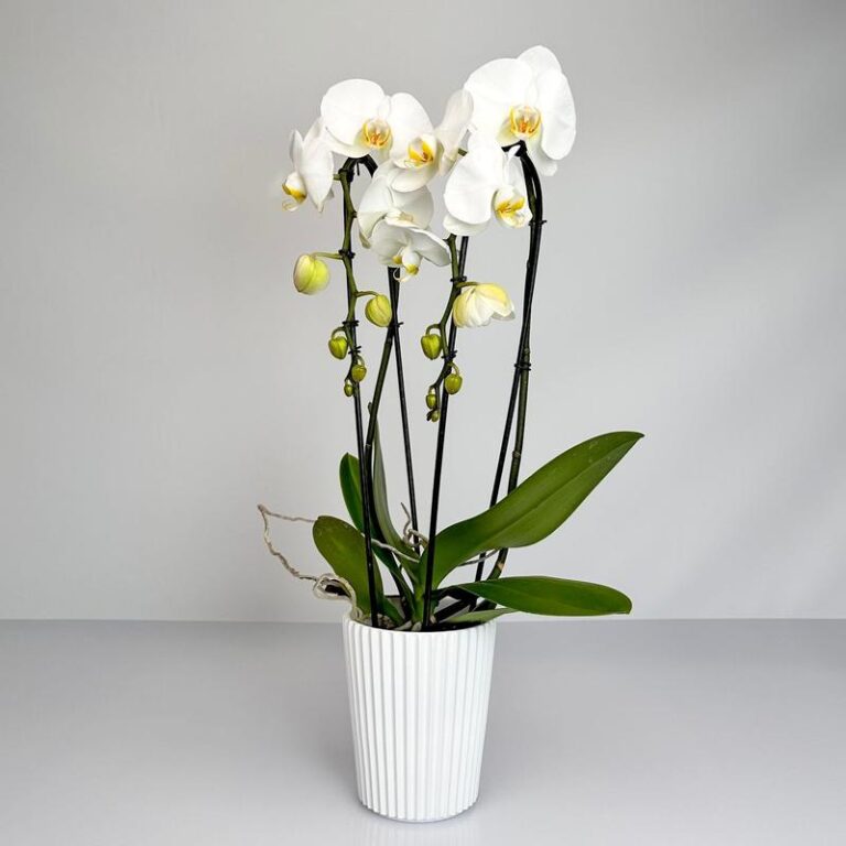 Odkryj tajemniczą przyprawę z owoców storczyka, która wzbogaci Twoje potrawy