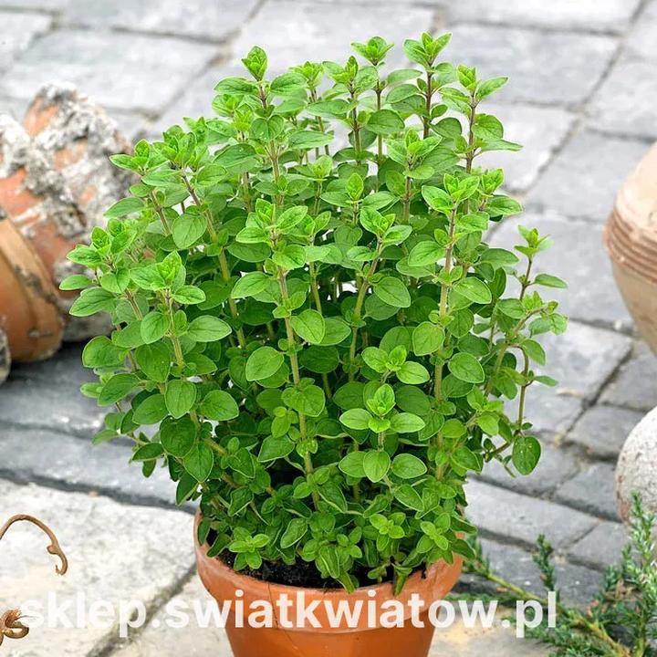 Odkryj tajemnice: jaka przyprawa do żurku nada mu wyjątkowego smaku?