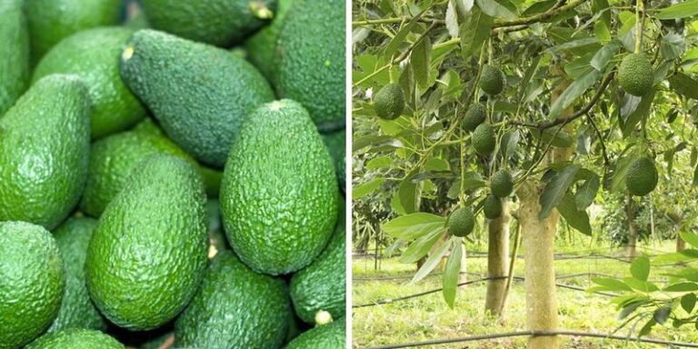 Owoce awokado – odkryj, jak smakuje ten wyjątkowy przysmak!