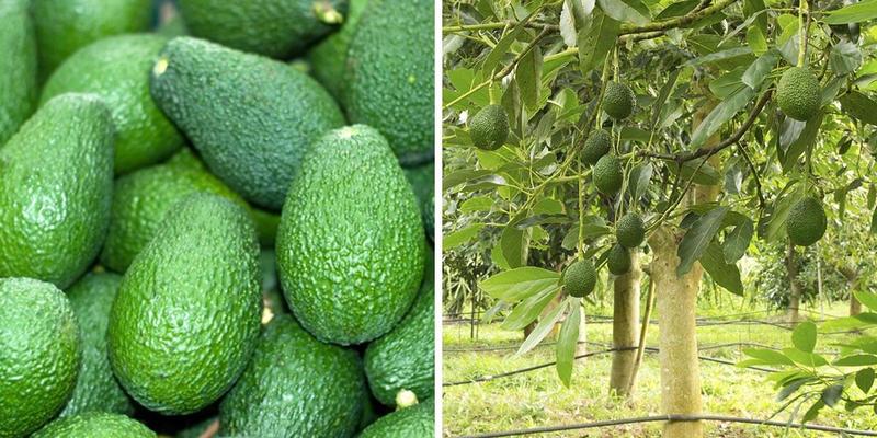 Owoce awokado - odkryj, jak smakuje ten wyjątkowy przysmak!