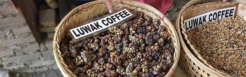Historia kopi luwak