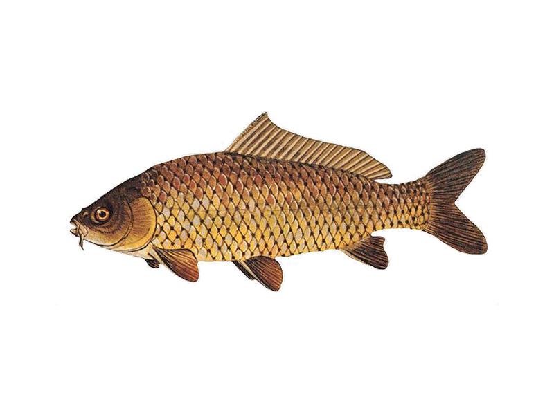 Tradycje kulinarne z karpiem