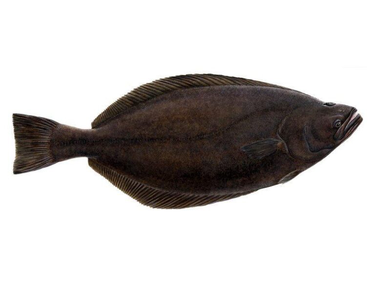 Jak długo smażyć halibuta, aby osiągnąć idealny smak?