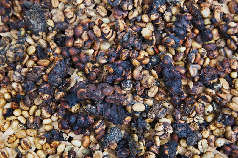 Odkryj niezwykły smak kopi luwak – prawdziwa uczta dla koneserów kawy