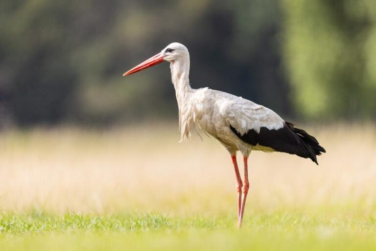 Zaskakujące doznania kulinarne: jak smakuje bocian?