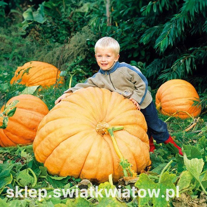 Dynie do zupy porównanie