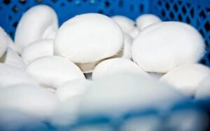 Jak długo mogą leżeć smażone pieczarki? Praktyczny przewodnik po przechowywaniu