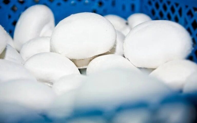 Jak długo mogą leżeć smażone pieczarki? Praktyczny przewodnik po przechowywaniu