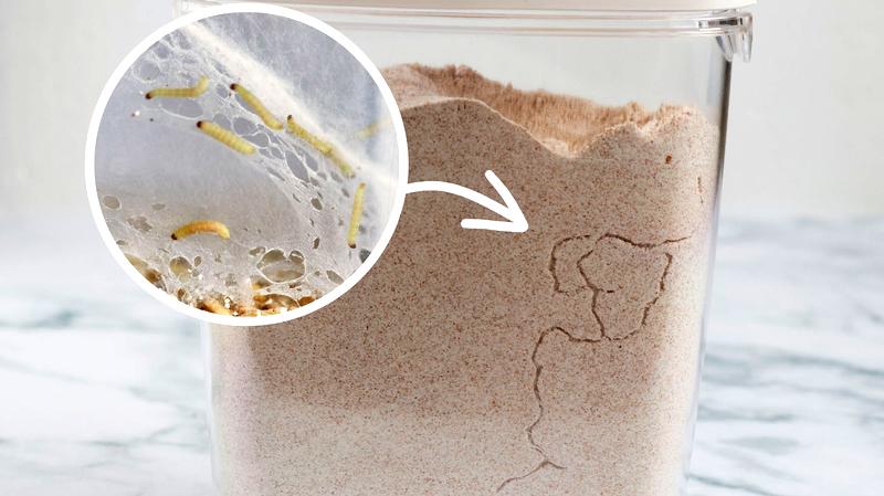 Naturalne metody na robaki