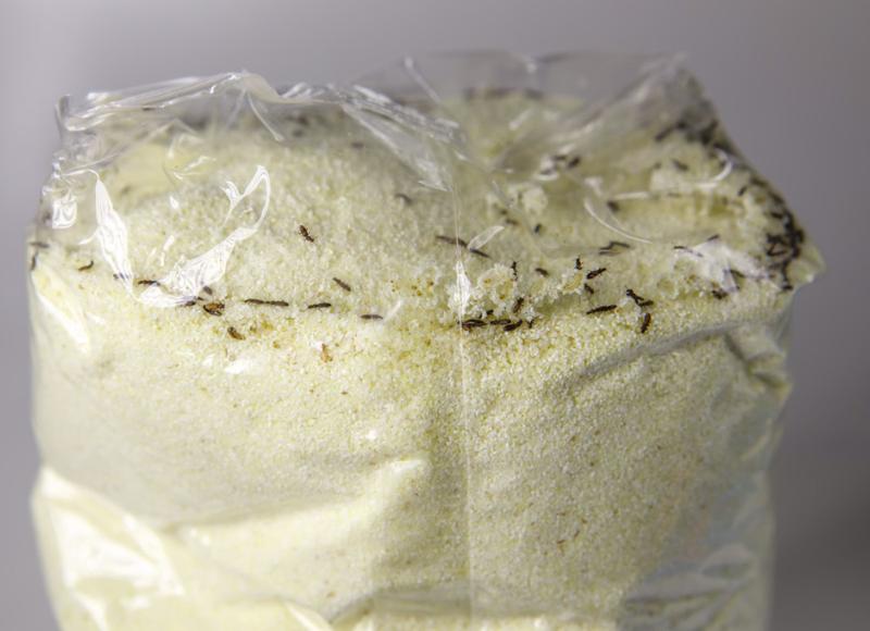 Szkodliwość robaków w mące