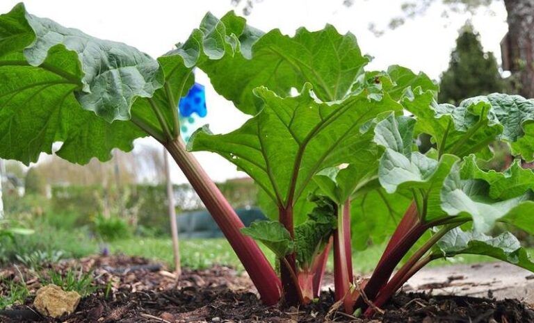 Rabarbar – odkryj, jak smakuje i czym zaskakuje kulinarych pasjonatów