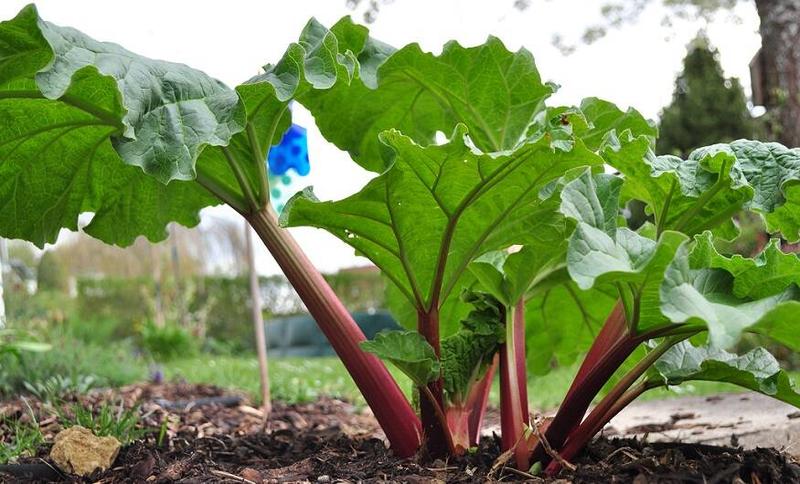 Rabarbar – odkryj, jak smakuje i czym zaskakuje kulinarych pasjonatów